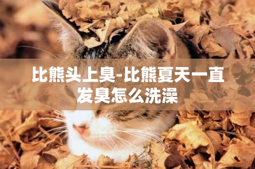 比熊頭上臭-比熊夏天一直發臭怎么洗澡