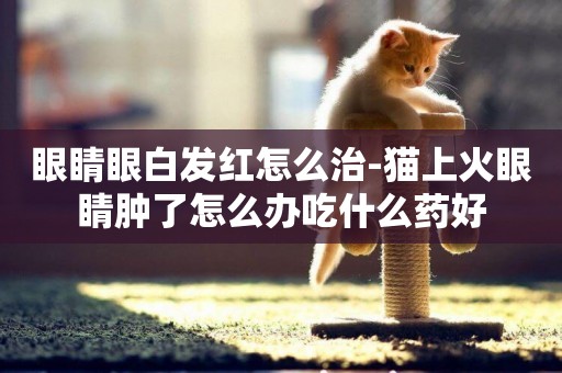 眼睛眼白發紅怎么治-貓上火眼睛腫了怎么辦吃什么藥好