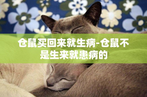倉鼠買回來就生病-倉鼠不是生來就患病的
