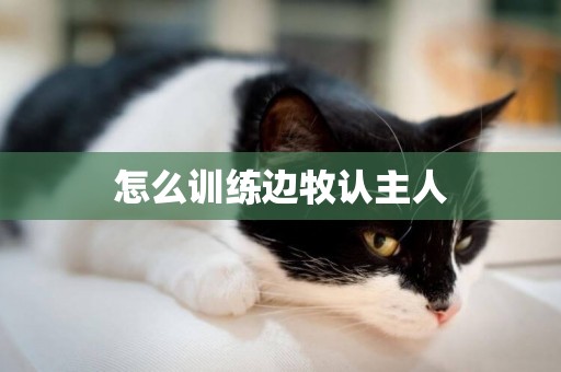怎么訓練邊牧認主人