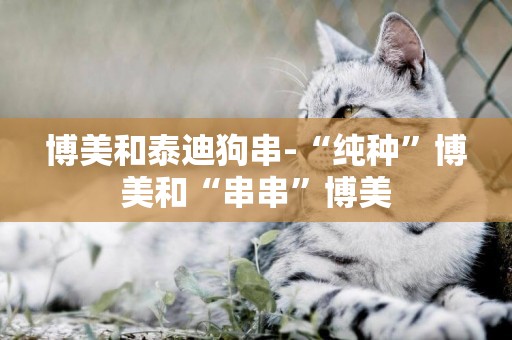 博美和泰迪狗串-“純種”博美和“串串”博美