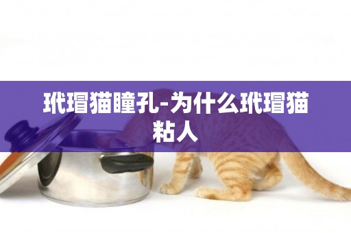 玳瑁貓瞳孔-為什么玳瑁貓粘人