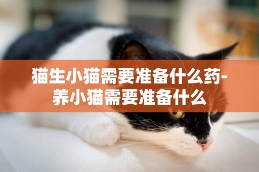 貓生小貓需要準備什么藥-養小貓需要準備什么
