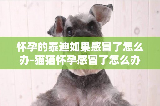 懷孕的泰迪如果感冒了怎么辦-貓貓懷孕感冒了怎么辦