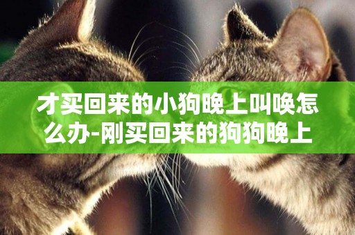 才買回來的小狗晚上叫喚怎么辦-剛買回來的狗狗晚上一直叫怎么辦