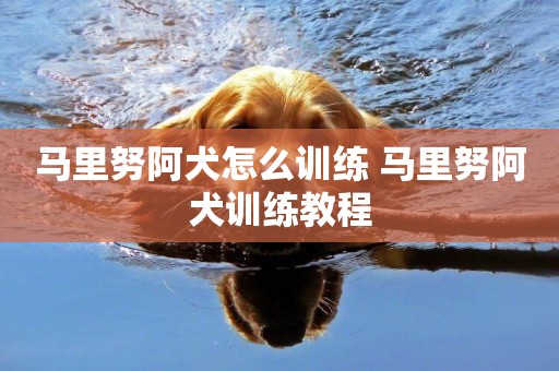 馬里努阿犬怎么訓練 馬里努阿犬訓練教程
