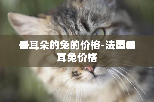 垂耳朵的兔的價格-法國垂耳兔價格