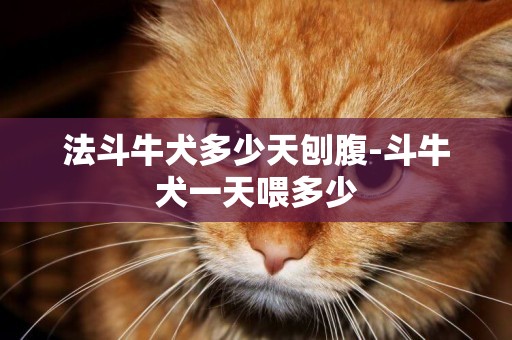 法斗牛犬多少天刨腹-斗牛犬一天喂多少