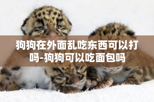 狗狗在外面亂吃東西可以打嗎-狗狗可以吃面包嗎