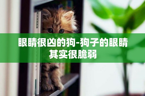 眼睛很兇的狗-狗子的眼睛其實很脆弱
