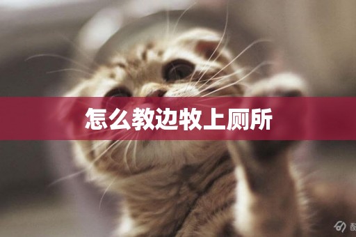 怎么教邊牧上廁所