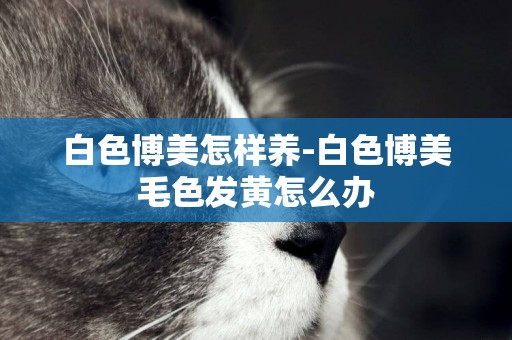 白色博美怎樣養-白色博美毛色發黃怎么辦