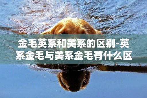 金毛英系和美系的區別-英系金毛與美系金毛有什么區別