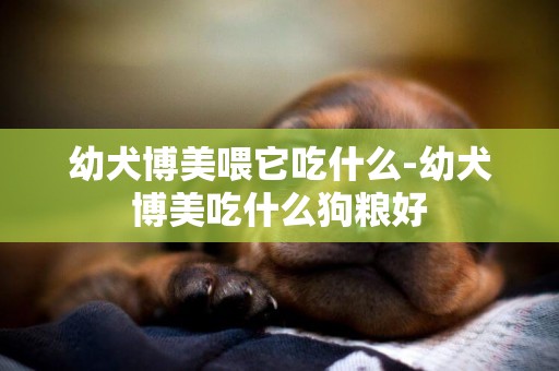 幼犬博美喂它吃什么-幼犬博美吃什么狗糧好