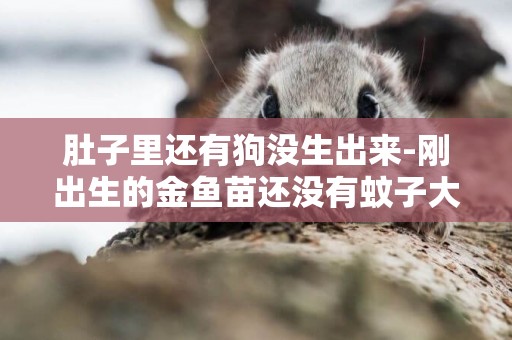 肚子里還有狗沒生出來-剛出生的金魚苗還沒有蚊子大