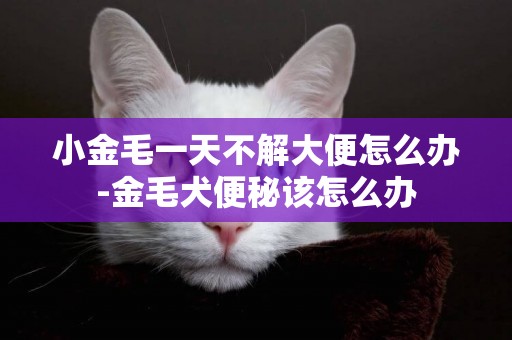 小金毛一天不解大便怎么辦-金毛犬便秘該怎么辦