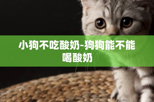 小狗不吃酸奶-狗狗能不能喝酸奶