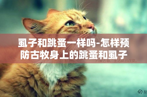 虱子和跳蚤一樣嗎-怎樣預防古牧身上的跳蚤和虱子