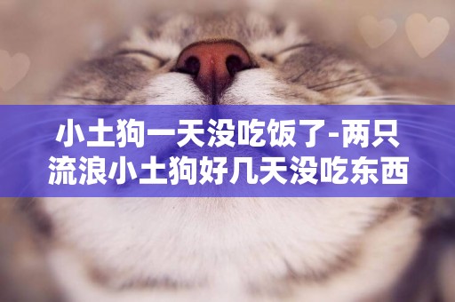 小土狗一天沒吃飯了-兩只流浪小土狗好幾天沒吃東西