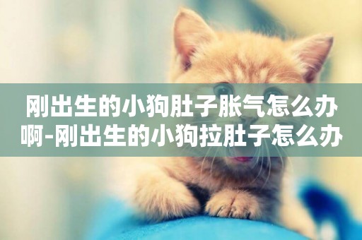 剛出生的小狗肚子脹氣怎么辦啊-剛出生的小狗拉肚子怎么辦