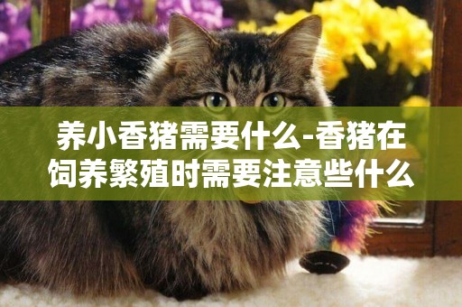 養小香豬需要什么-香豬在飼養繁殖時需要注意些什么