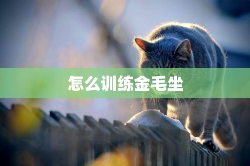 怎么訓練金毛坐