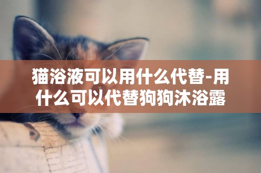 貓浴液可以用什么代替-用什么可以代替狗狗沐浴露