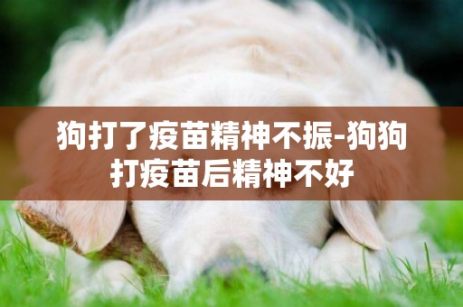 狗打了疫苗精神不振-狗狗打疫苗后精神不好