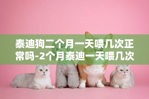 泰迪狗二個月一天喂幾次正常嗎-2個月泰迪一天喂幾次