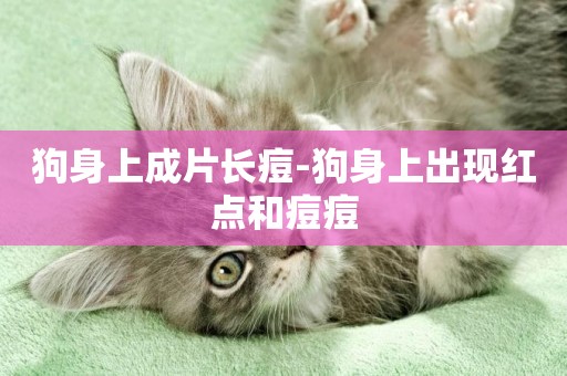 狗身上成片長痘-狗身上出現紅點和痘痘