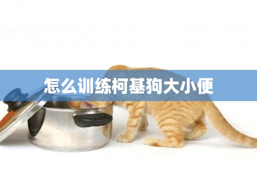怎么訓練柯基狗大小便