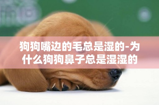 狗狗嘴邊的毛總是濕的-為什么狗狗鼻子總是濕濕的