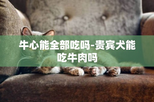 牛心能全部吃嗎-貴賓犬能吃牛肉嗎