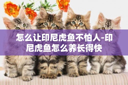 怎么讓印尼虎魚不怕人-印尼虎魚怎么養長得快