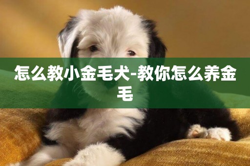 怎么教小金毛犬-教你怎么養金毛