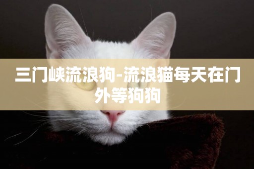 三門峽流浪狗-流浪貓每天在門外等狗狗