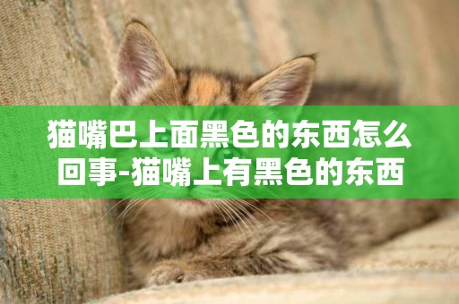 貓嘴巴上面黑色的東西怎么回事-貓嘴上有黑色的東西怎么回事
