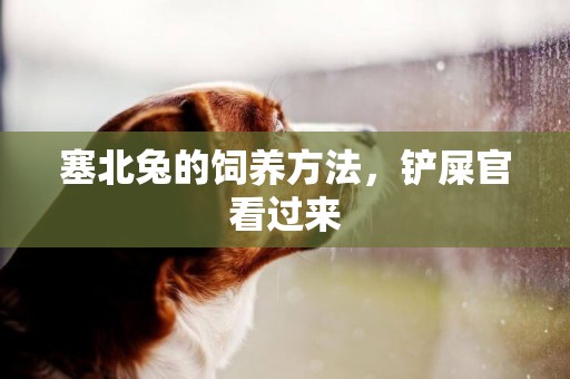 塞北兔的飼養方法，鏟屎官看過來