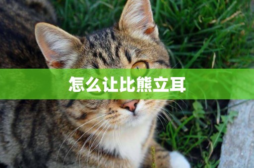 怎么讓比熊立耳