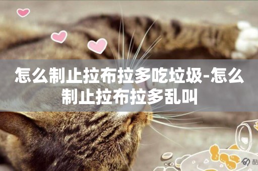 怎么制止拉布拉多吃垃圾-怎么制止拉布拉多亂叫