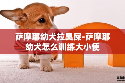 薩摩耶幼犬拉臭屎-薩摩耶幼犬怎么訓練大小便
