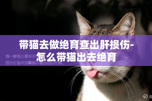 帶貓去做絕育查出肝損傷-怎么帶貓出去絕育