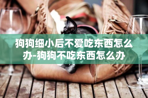 狗狗細小后不愛吃東西怎么辦-狗狗不吃東西怎么辦