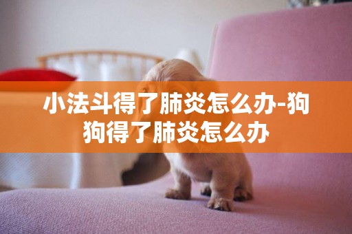 小法斗得了肺炎怎么辦-狗狗得了肺炎怎么辦