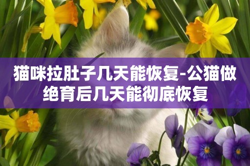 貓咪拉肚子幾天能恢復-公貓做絕育后幾天能徹底恢復