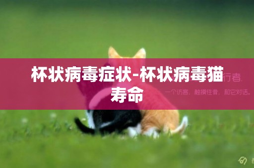 杯狀病毒癥狀-杯狀病毒貓壽命
