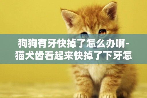 狗狗有牙快掉了怎么辦啊-貓犬齒看起來快掉了下牙怎么辦
