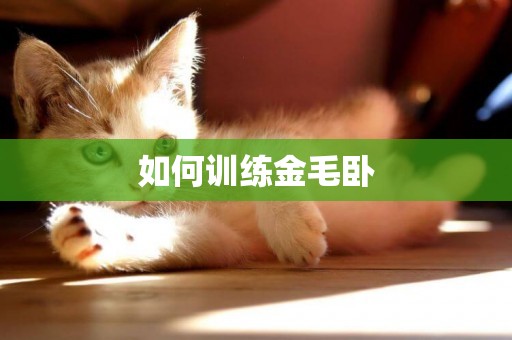 如何訓練金毛臥
