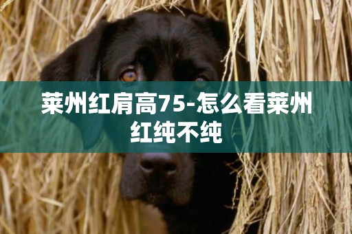 萊州紅肩高75-怎么看萊州紅純不純