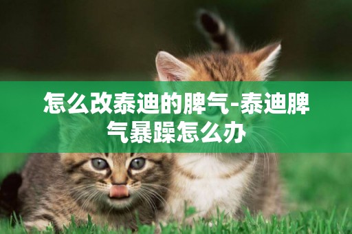 怎么改泰迪的脾氣-泰迪脾氣暴躁怎么辦